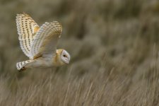 Barn Owl 24 April 24.jpg