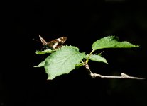 s white-admiral.jpg