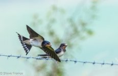 18-07-2024 Swallow.jpg