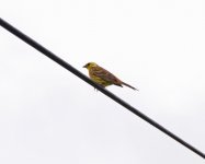 yellowhammer_1.jpg