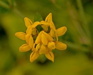 birds_foot_trefoil.jpg