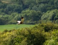 marsh harrier june 2024.jpg