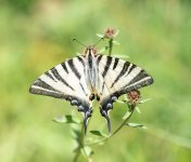 scarce-swallowtail.jpg