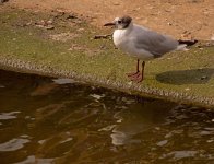 blackheaded_gull.jpg