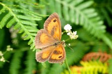 Small Copper Butterfly.jpg