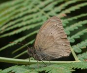 Brown Butterfly Macro.jpg