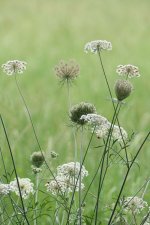 Cow Parsley Bokeh.jpg