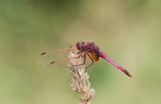 Trithemis-annulata.jpg