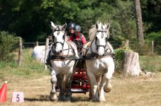 Percherons Head On   L1030092.jpg