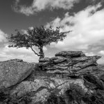 009 Heckwood Tor Lone Tree 01-1198 PS Adj B&W.JPG