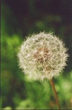 Dandelion Contarex 35mm f8 1-250_resize_53.jpg