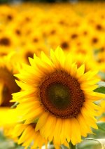 Sunflowers Portrait Cropped.jpg