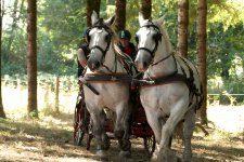 Percheron Pair  L1030087.jpg