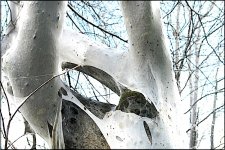 Moth webs on trees in Zillertal R1_01669.jpeg