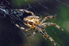 Garden Spider_resize_89.jpg