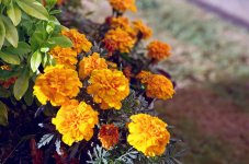 Yellow Flowers in Garden.jpg