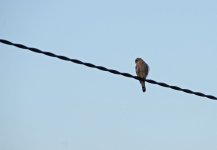 kestrel_on_wire.jpg