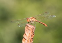 sympetrum-striolatum.jpg