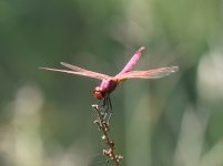 violet-dropwing.jpg