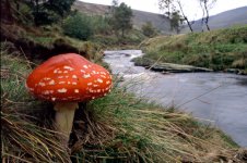 Fly Agaric at Derwent Valley.jpg