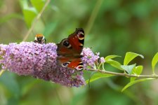 Red Admiral Bee & Buddelia 2 LSF.jpg