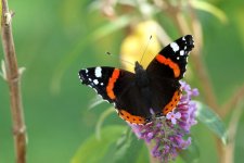 Red Admiral LSF 2.jpg