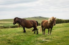 007 Ponies on  Smeardon Down 01-1001240 PS Adj.JPG