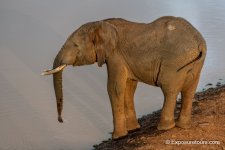 golden light elephant_et.JPG