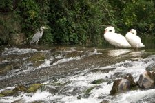 2 Swans & Heron LSF.jpg