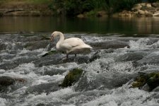 Dibbling Swan.jpg