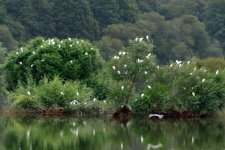 Egrets in Trees 1 LSF.jpg