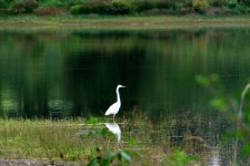 Gt Egret at Mas Chaban.jpg