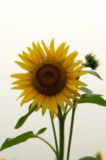 Sunflower Against White Background PTF.jpg