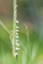 autumn-ladies-tresses.jpg