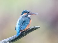 06-09-2024 Kingfisher 4.jpg