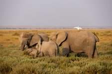 Elephants1.jpg