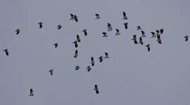 Lapwings.jpg