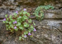 ivy-leaved-toadflax.jpg