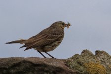 rock-pipit-4314.jpg