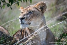 lioness in grass_exposuretours.jpg