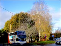 Bus and trees Clyst St Mary HX90 DSC00204.jpeg