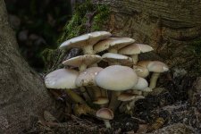 cyclocybe-sp-sml.jpg