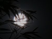 Moon through tree branches Evening walk G9 P1014594.JPG