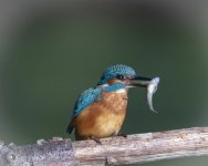 Kingfisher with Fish 18 Sept 24.jpg