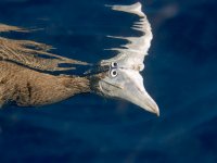 brown-footed-booby-TP.jpg