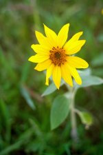 Yellow Flower CRX.jpg