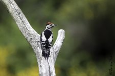 GJW-Woodpecker copy.jpg