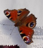 Peacock Butterfly Raemoir.jpg