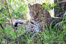 smirking leopard exposuretours et.JPG