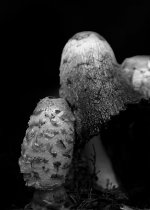 thumbnail_BW_Shrooms_RielS.jpg